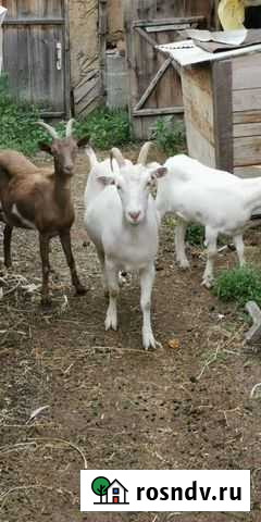 Зааненские породистые козы Дойные, молоко не пахне Неверкино - изображение 1