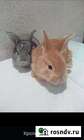 Кролики Великий Новгород - изображение 1