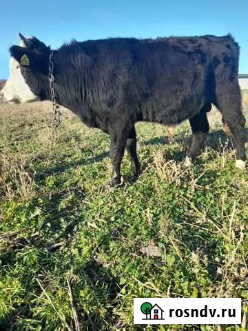 Бык 1 год Анапская - изображение 1
