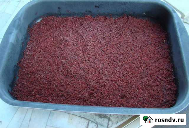 Мотыль, Коретра и Крапива - корм для рыб, креветок Пушкино - изображение 1