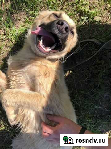 Малышка Луна в самые добрые руки Самара - изображение 1