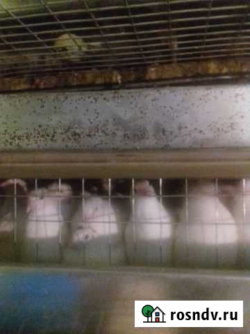 Перепела, перепелиные яйца.клетки,брудера Каневская - изображение 1