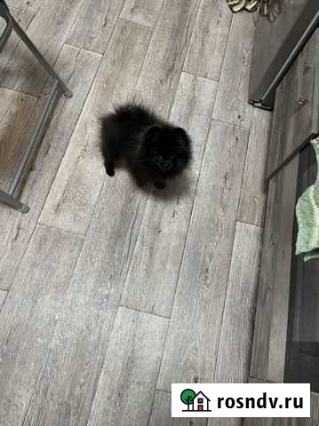 Померанский щпиц мини Ростов-на-Дону - изображение 1