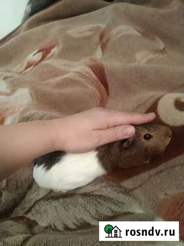 Морские свинки Омск - изображение 1