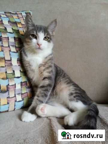 Молодой котик Старый Оскол - изображение 1