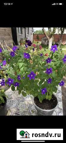 Бравалия Брянск - изображение 1