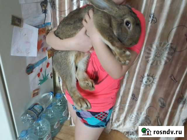 Кролики Фландр Краснотурьинск - изображение 1