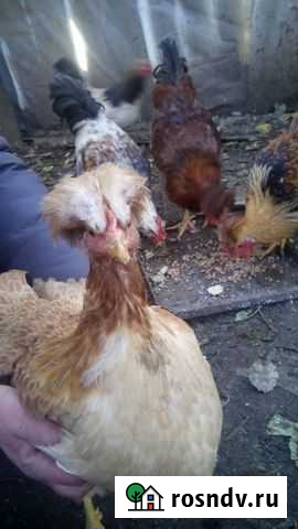 Курица 5 месяцев Калуга - изображение 1