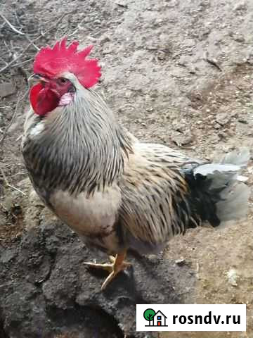 Куры петухи Динская - изображение 1