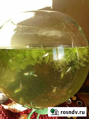 Аквариум и рыбки Нефтекамск - изображение 1