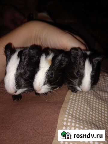 Морская свинка девочка Ангарск - изображение 1