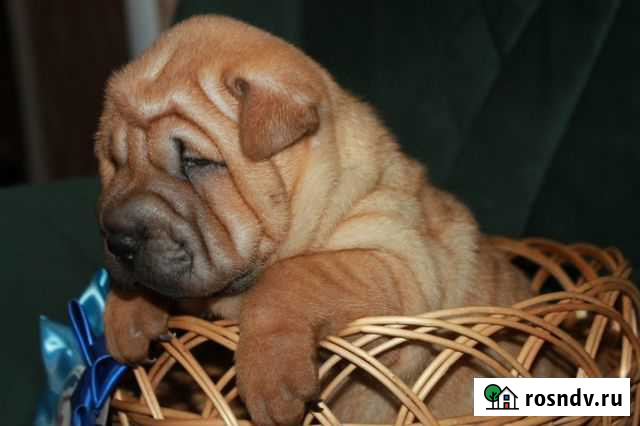 Плюшевые малыши Шар-Пея Губкин - изображение 1