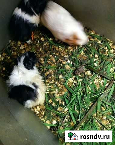 Морские свинки Сочи - изображение 1