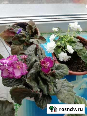 Фиалка Киров - изображение 1