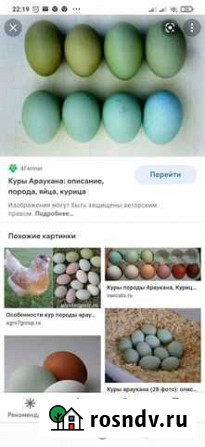 Куры, яйц Челябинск - изображение 1