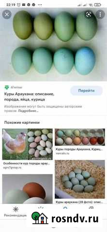 Куры, яйц Челябинск - изображение 1