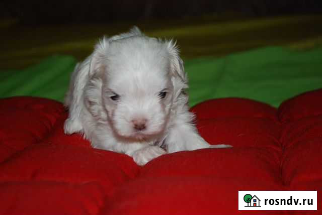 Малышка девчушка мальтизешка Севастополь - изображение 1