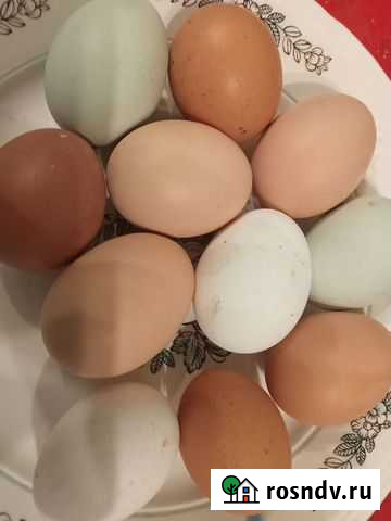 Яйца куриные, домашние, свежие, деревенские Смоленск - изображение 1