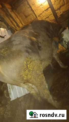 Быки Большая Орловка - изображение 1