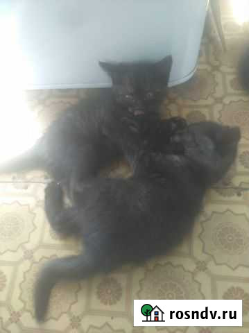 Котята в добрые руки Рошаль - изображение 1