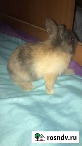 Декоративные кролики Тюмень - изображение 1