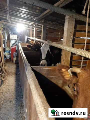Коровник Сочи - изображение 1
