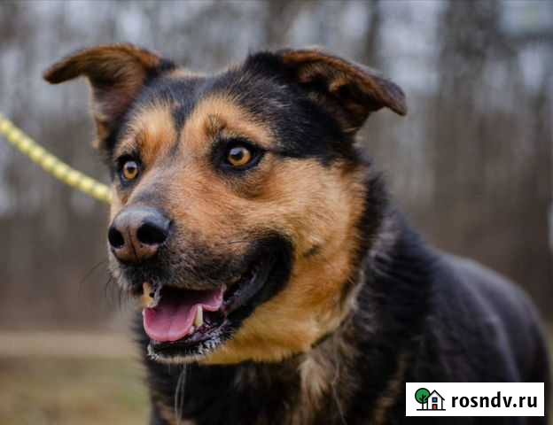 Зита, жизнерадостная, стерилизована Яблоновский - изображение 1