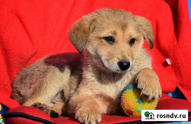 Малыш Чарли Луховицы - изображение 1