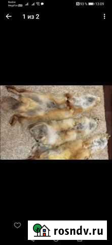 Шкурка животного Знаменск - изображение 1