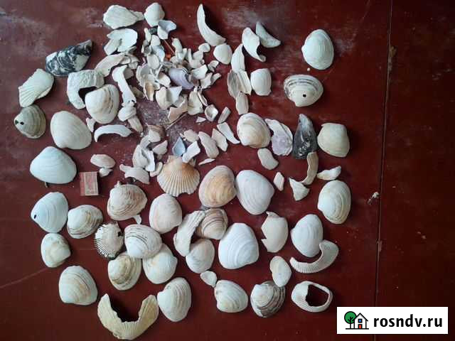 Аквариумные ракушки Хабаровск - изображение 1