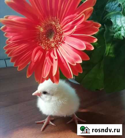 Цыплята бройлера Кобб 500 суточные Углянец - изображение 1