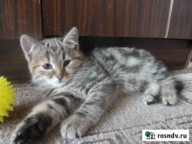 Котёнок девочка Старый Оскол - изображение 1