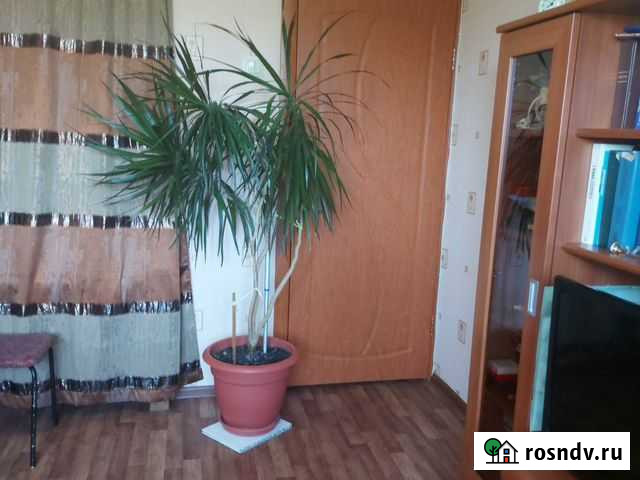 Драцена Тольятти - изображение 1