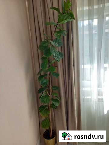 Фикус лирато бамбино Сочи - изображение 1