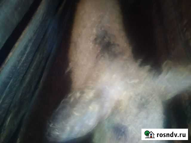 Хряк венгерской мангалицы Мурмино - изображение 1