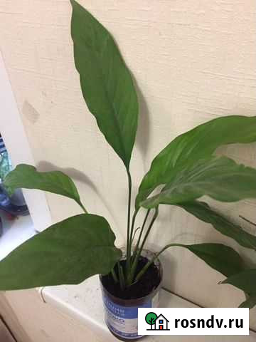 Спатифиллум - Женское счастье Самара - изображение 1