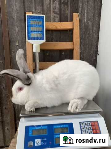 Кролики Ростов-на-Дону - изображение 1