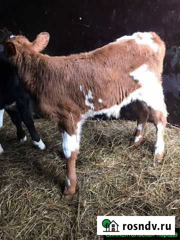 Телята, бычки от частной фермы Воронеж - изображение 1