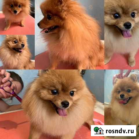 Стрижка, Груминг вашего питомца Завьялово - изображение 1