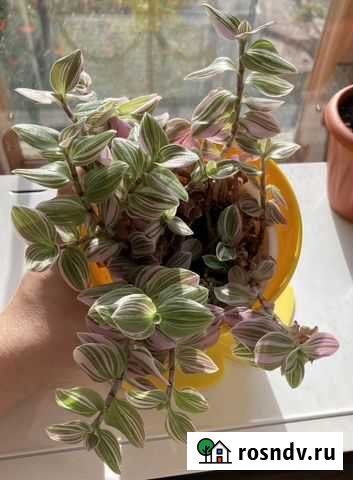 Традесканция розовая Самара - изображение 1