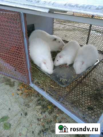 Нутрии Краснодар - изображение 1