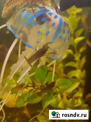 Аквариумные раки Мурманск - изображение 1