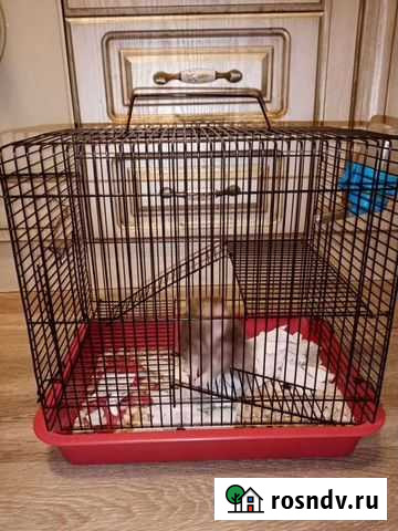 Хомячиха Балашиха - изображение 1