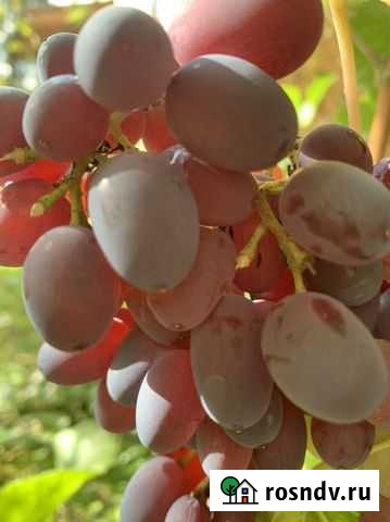 Черенки винограда Подольск - изображение 1