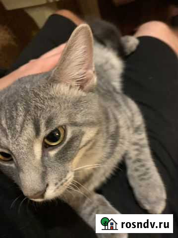 Кот Санкт-Петербург - изображение 1