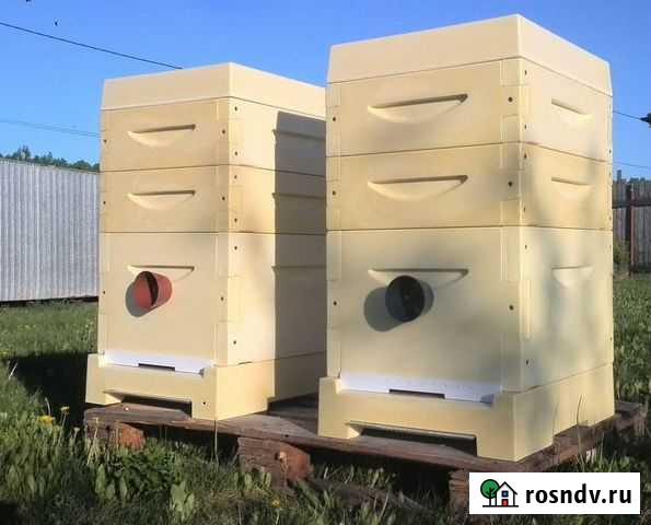 Ульи с пчёлами Карника Карпатка (племенные) Екатеринбург - изображение 1