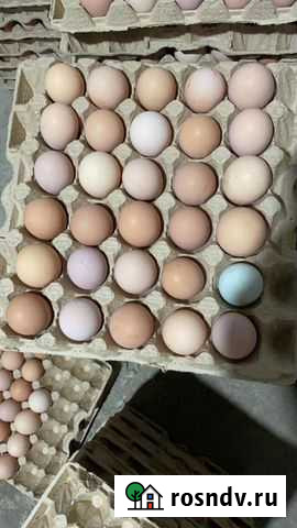 Яйцо домашнее Армавир - изображение 1