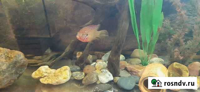 Продам цихлид Брянск - изображение 1