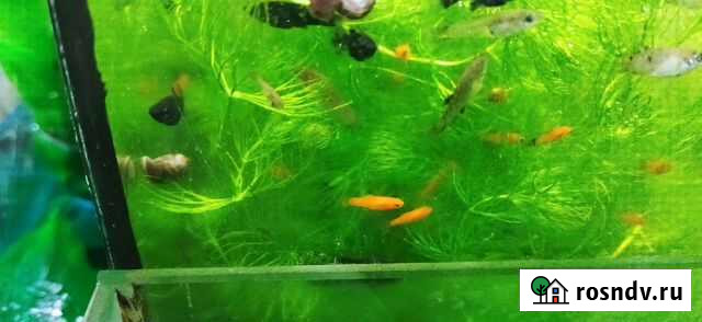 Рыбки, растения аквариумные Липецк - изображение 1