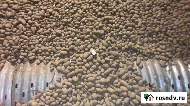 Картофель оптом свежий урожай Городец - изображение 1